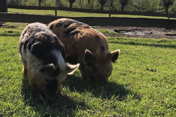 Kinderboerderij Cantecleer: Biggetjes