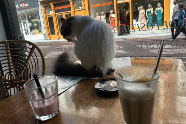 Kat is zichzelf aan het wassen op tafel