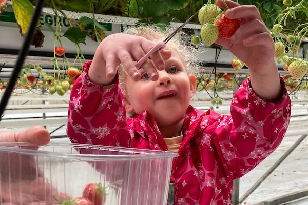 Aardbeien plukken is ook leuk voor alle leeftijden