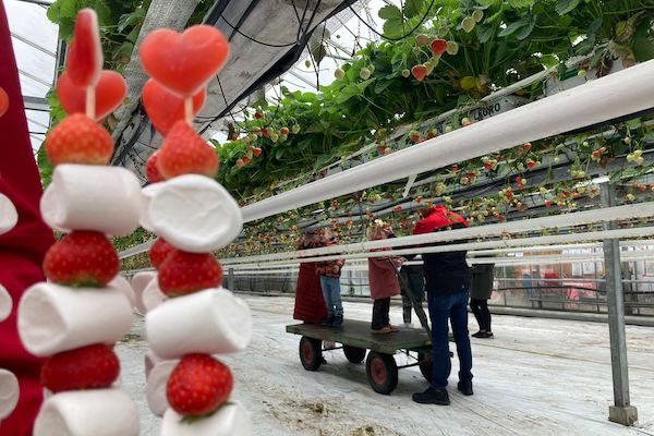 Vriend Aardbeien: Aardbeienkas