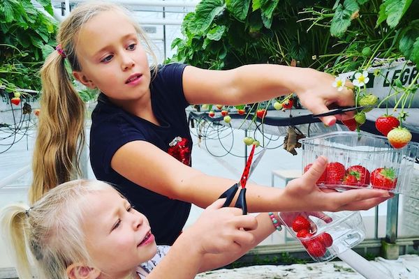 Dagje uit Vriend Aardbeien