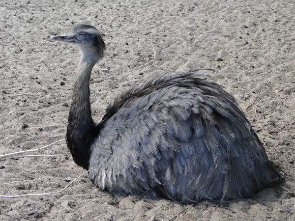 Bekijk de Emoe in de kinderboerderij van Sprookjeswonderland Enkhuizen