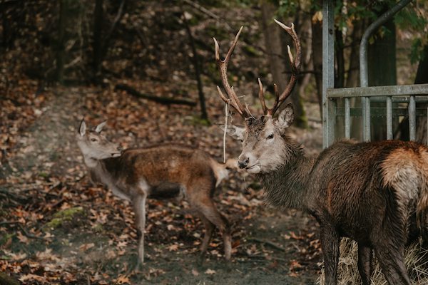 Warredal: Spot de herten in het wild