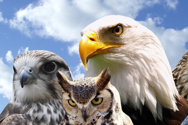 Valkerij Settels Roofvogels in Bunschoten-Spakenburg
