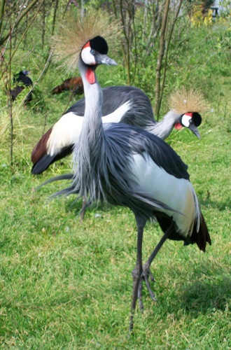 Vogelpark De Lorkeershoeve: Kroonkraan vogels