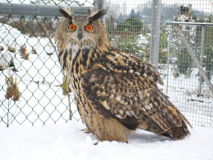 Vogelpark De Lorkeershoeve: Oehoe in de sneeuw