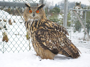 Oehoe in de sneeuw