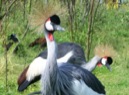 Afbeelding van Vogelpark De Lorkeershoeve