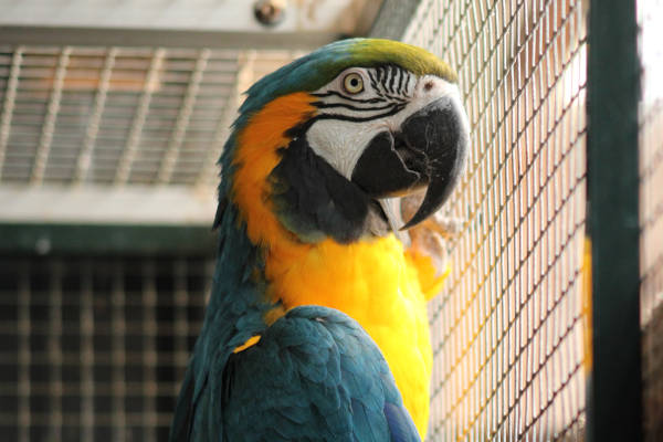 MeerZoo: De papegaai