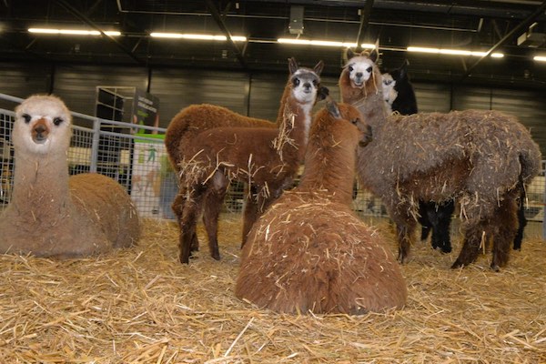 Dagje uit Dierenparade Noordshow
