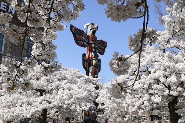 Kersenbloesems in bloei voor het museum