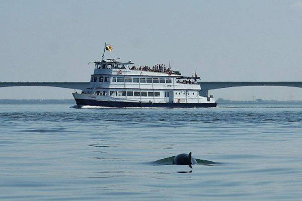 Frisia Rondvaarten Zeehonden safari : Boot is aan het varen