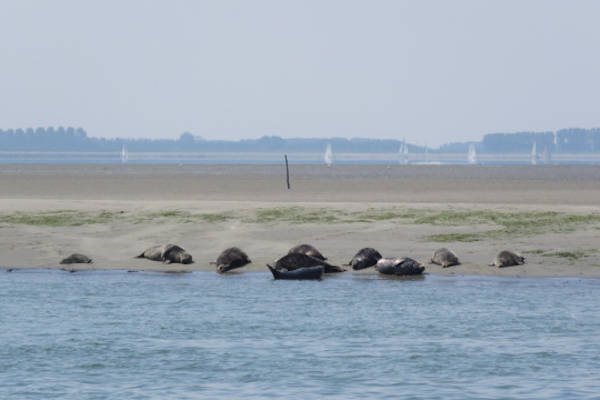 Zeehonden aan wal