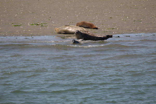 Zeehonden op het strand