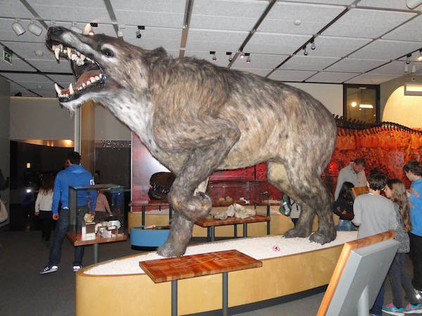 Schrikbarend grote wolf in het Museon