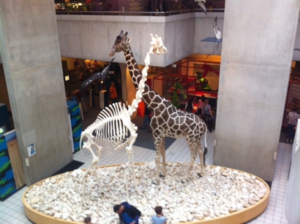 Giraffe en giraffe skelet