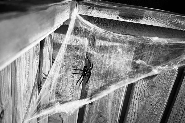 Spin in het spinnenweb