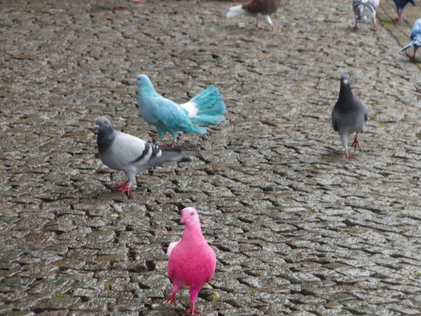 Blauw en roze geverfde duif