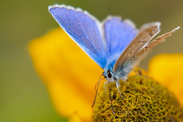 Close-up