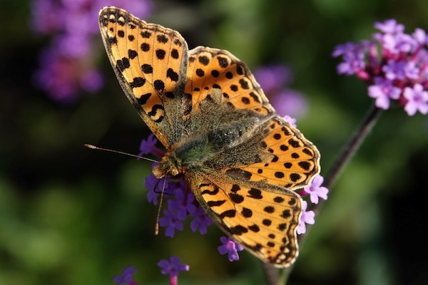 Parelmour vlinder