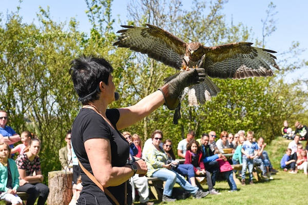 Valkeniershof: Leer feitjes over verschillende roofvogels