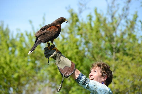 Valkeniershof: Geniet van alle mooie vogels die voorbijkomen