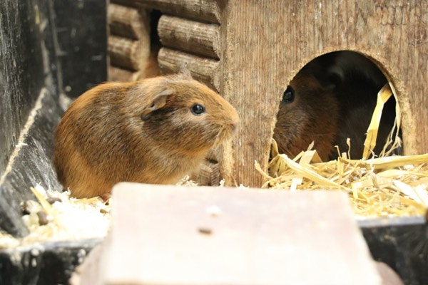 Een cavia in zijn hok