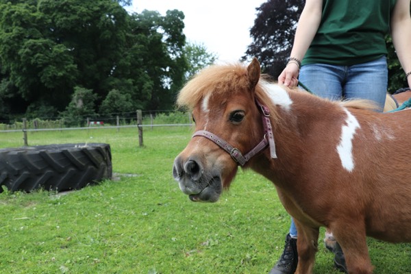 Stadsboerderij Beeklust: Een kleine pony
