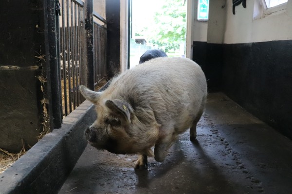 Een varken in de stal