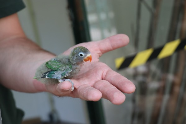 Een klein vogeltje