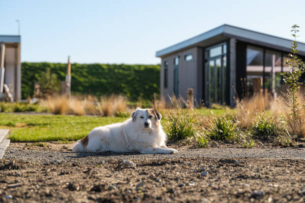 Hond
