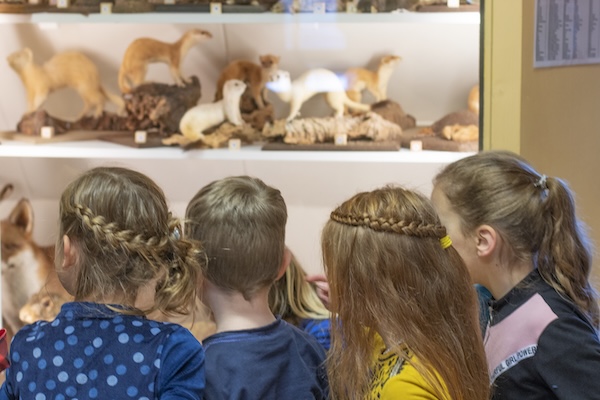Terra Maris: Bewonder de opgezette dieren