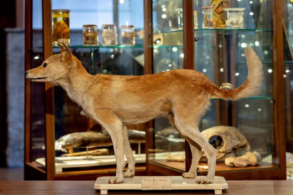 Siebolds hondje Sakura