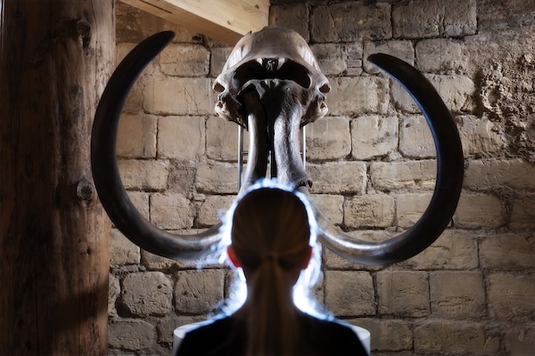 Museum De Bastei: Sta oog in oog met een mammoet