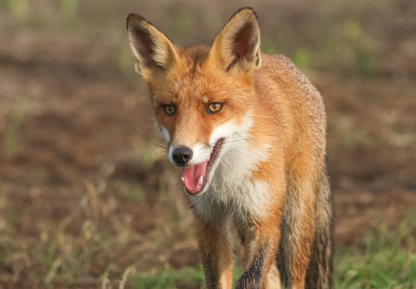 Vos