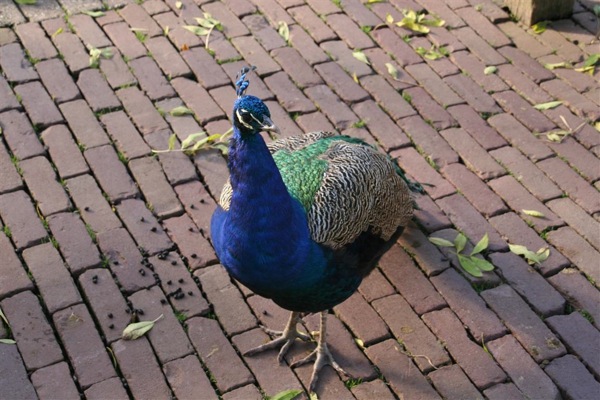 Pauw pauw pauw... bij Kinderboerderij Leiderdorp