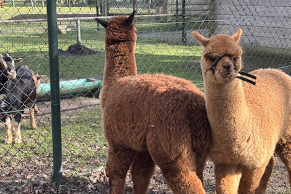 Alpaca's