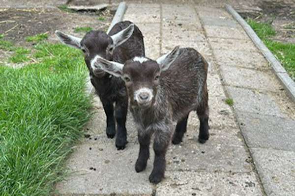 Geitjes