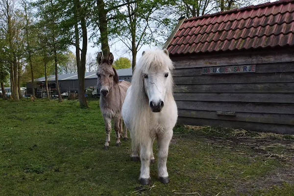 Stichting kinderboerderij Pekela  in Oude Pekela 