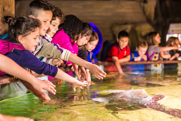 Op ontdekkingsreis in het zee aquarium