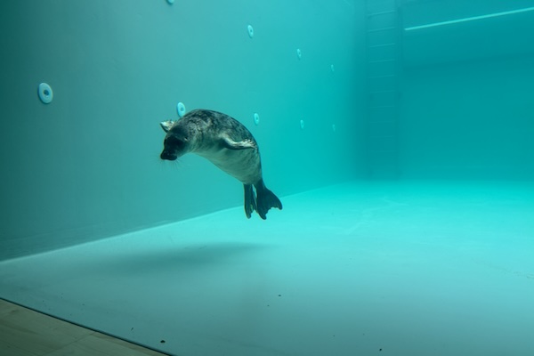 Werelderfgoedcentrum Waddenzee: Eerste zeehond in de Seapool