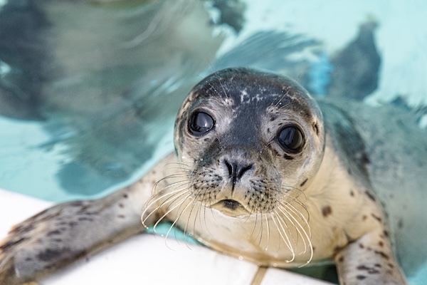 Zeehond
