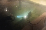 Afbeelding van Fish World