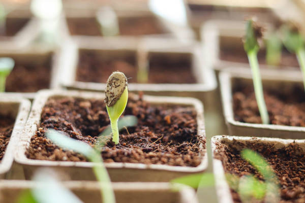 Sow to Grow in Enkhuizen