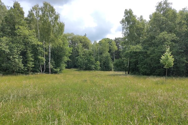 Groene vlakte