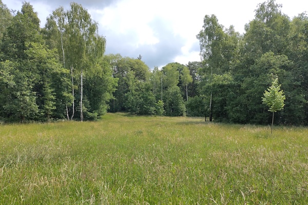 Groene vlakte