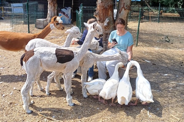 Knuffelboerderij de Goordonkhoeve in Baarle Nassau