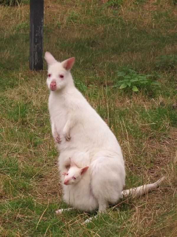 Moeder met Kleine Albino Walibi in der buidel