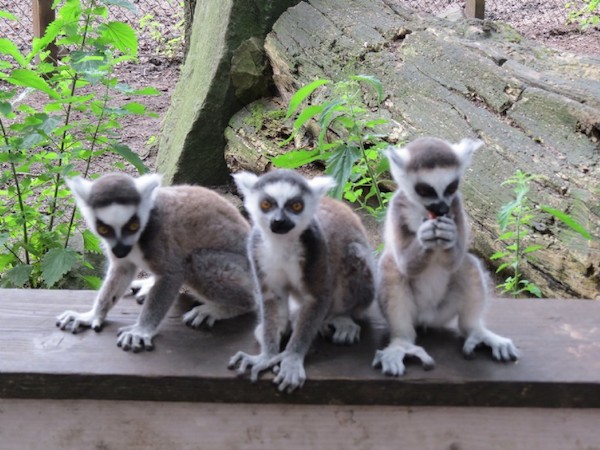 Zoo Veldhoven: Durf jij een Ringstaartmaki te voeren?