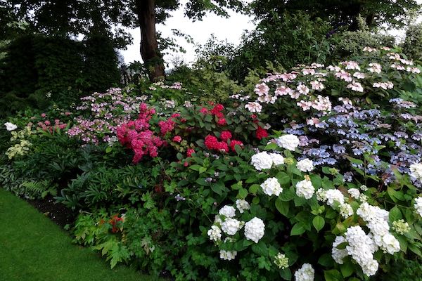 De Stekkentuin: Hortensiaborder